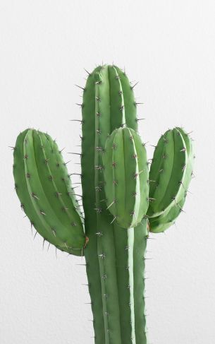 cactus, needles, green Wallpaper 1752x2800