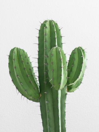cactus, needles, green Wallpaper 1536x2048