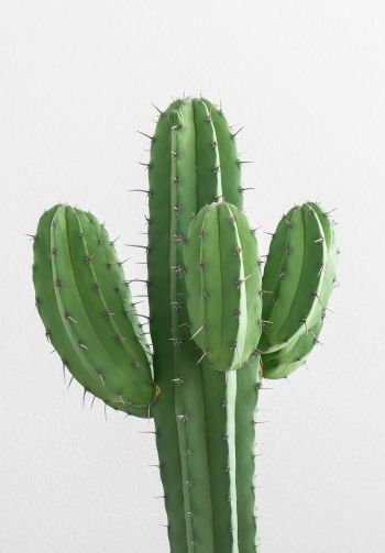 cactus, needles, green Wallpaper 1640x2360