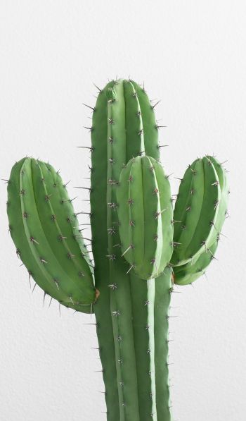 cactus, needles, green Wallpaper 600x1024