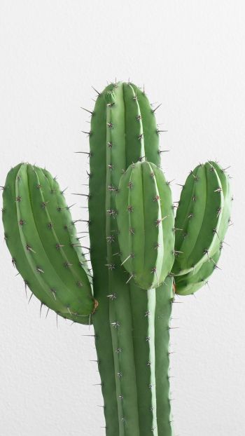 cactus, needles, green Wallpaper 750x1334