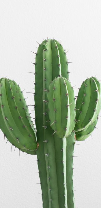cactus, needles, green Wallpaper 1440x2960
