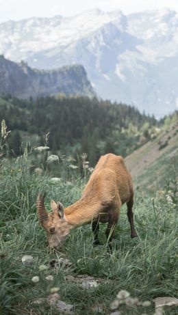 France, goat, mountains Wallpaper 640x1136