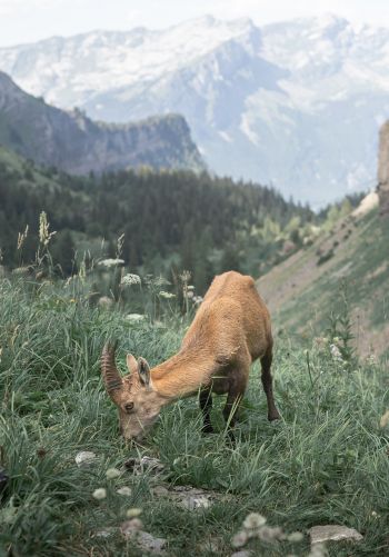 France, goat, mountains Wallpaper 1668x2388