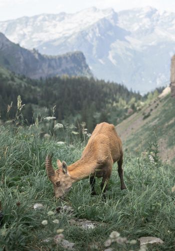 France, goat, mountains Wallpaper 1640x2360
