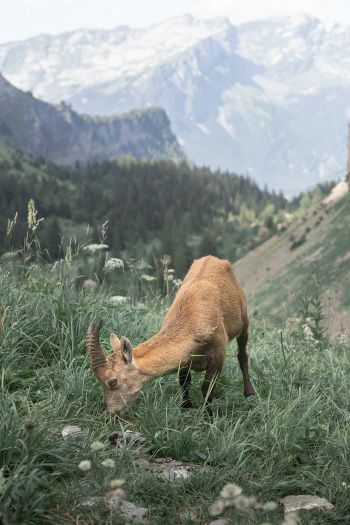 France, goat, mountains Wallpaper 640x960