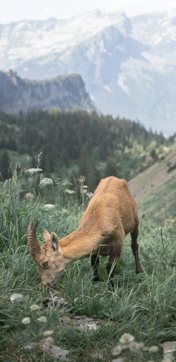 France, goat, mountains Wallpaper 1080x2220