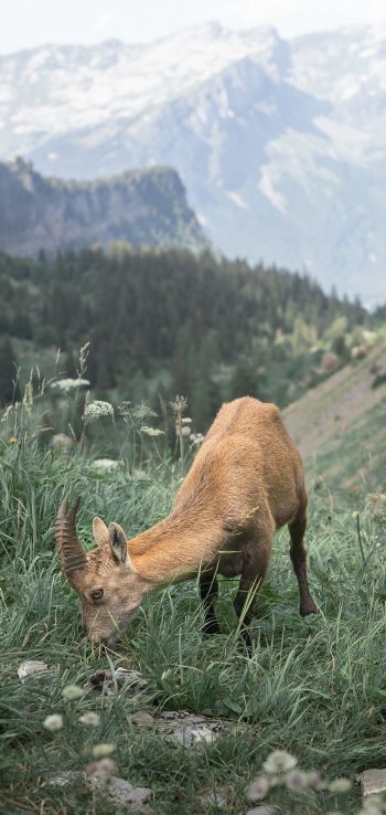 France, goat, mountains Wallpaper 1080x2280