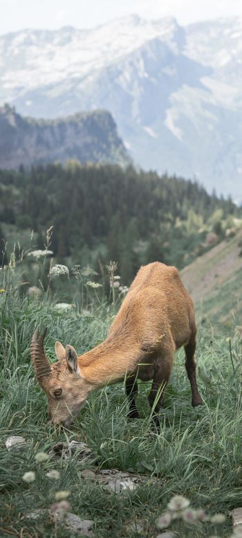 France, goat, mountains Wallpaper 1080x2400