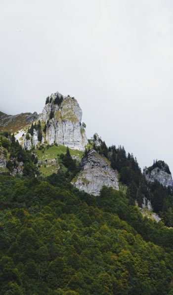 France, mountains, forest Wallpaper 600x1024