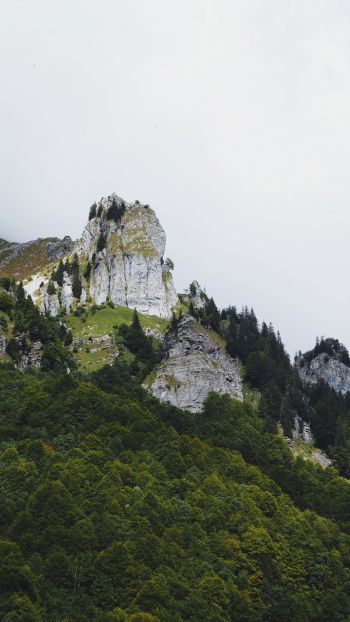 France, mountains, forest Wallpaper 1440x2560