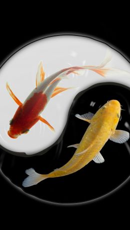 yin and yang, carps Wallpaper 640x1136