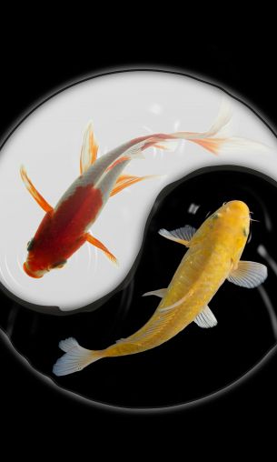 yin and yang, carps Wallpaper 1200x2000