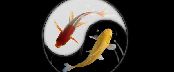 yin and yang, carps Wallpaper 3440x1440