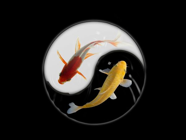 yin and yang, carps Wallpaper 800x600