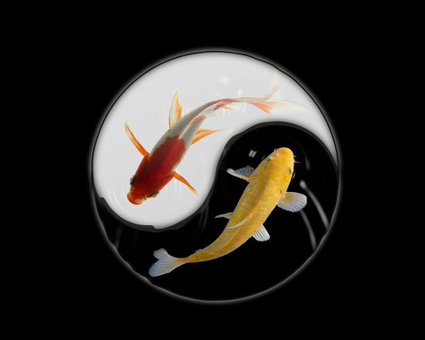 yin and yang, carps Wallpaper 1280x1024