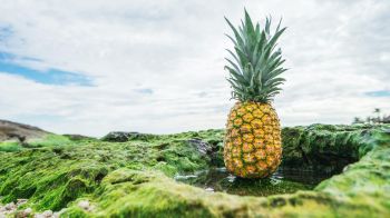 pineapple, fruit, green Wallpaper 1600x900