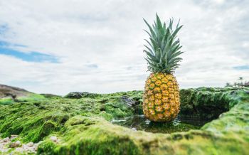 pineapple, fruit, green Wallpaper 2560x1600