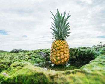 pineapple, fruit, green Wallpaper 1280x1024