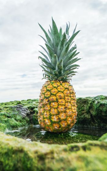 pineapple, fruit, green Wallpaper 800x1280