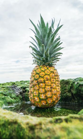 pineapple, fruit, green Wallpaper 1200x2000