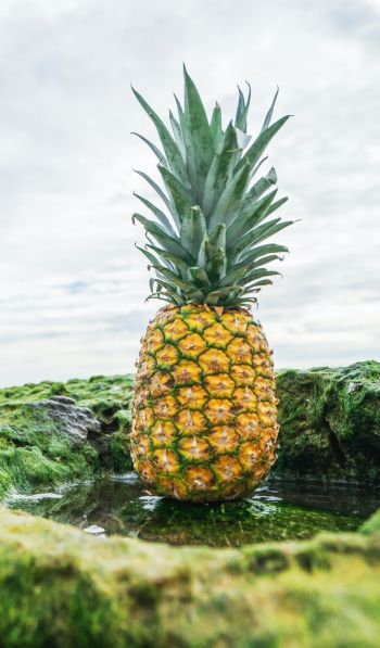 pineapple, fruit, green Wallpaper 600x1024