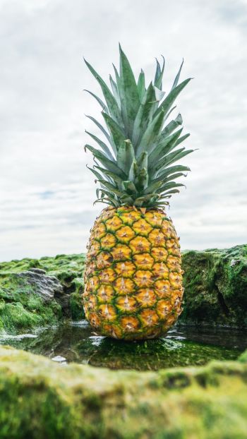 pineapple, fruit, green Wallpaper 750x1334