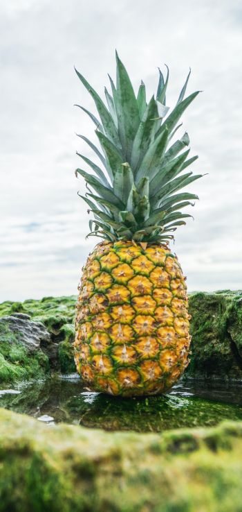 pineapple, fruit, green Wallpaper 1440x3040