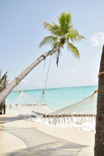 Maldives, hammock, palm tree Wallpaper 640x960