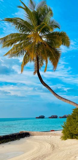 beach, Maldives, palm trees Wallpaper 1440x2960