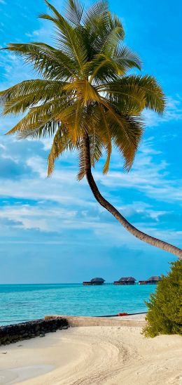 beach, Maldives, palm trees Wallpaper 720x1520