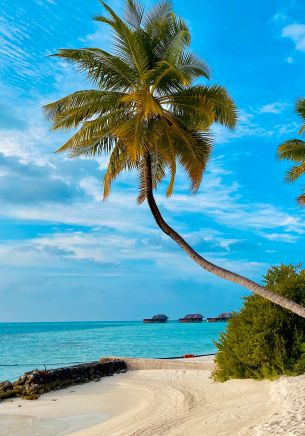 beach, Maldives, palm trees Wallpaper 1668x2388