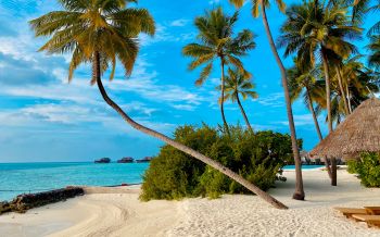 Обои 1920x1200 пляж, Мальдивы, пальмы