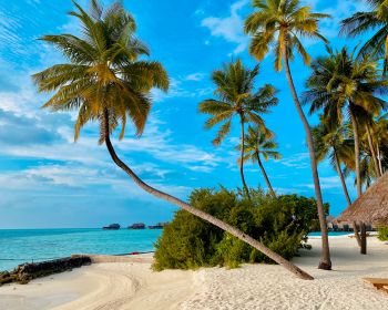 Обои 1280x1024 пляж, Мальдивы, пальмы
