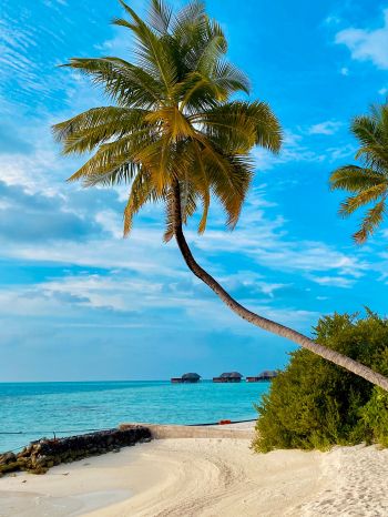 Обои 2048x2732 пляж, Мальдивы, пальмы