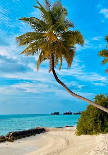 Обои 1668x2388 пляж, Мальдивы, пальмы