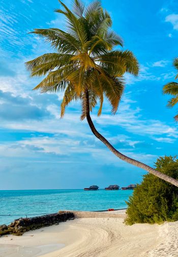 beach, Maldives, palm trees Wallpaper 1640x2360