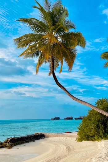 Обои 640x960 пляж, Мальдивы, пальмы