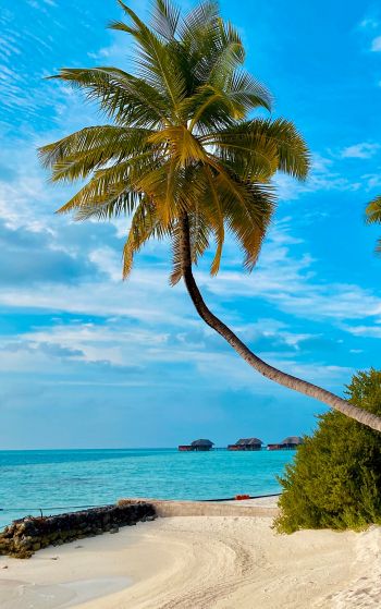 Обои 1752x2800 пляж, Мальдивы, пальмы