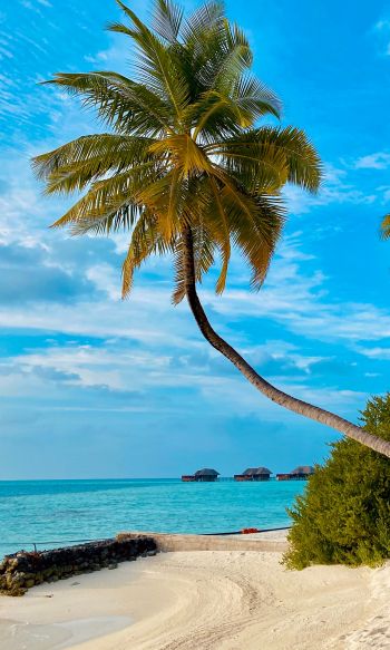 Обои 1200x2000 пляж, Мальдивы, пальмы