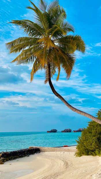 Обои 640x1136 пляж, Мальдивы, пальмы