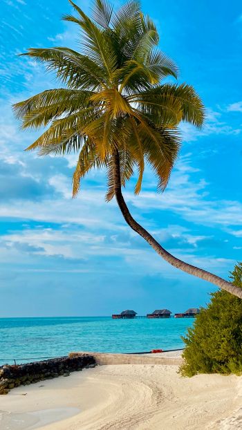 Обои 1440x2560 пляж, Мальдивы, пальмы