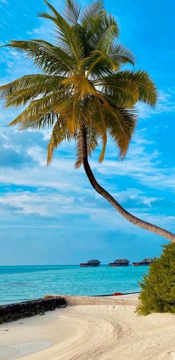 Обои 1080x2220 пляж, Мальдивы, пальмы