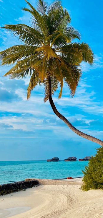beach, Maldives, palm trees Wallpaper 1080x2280