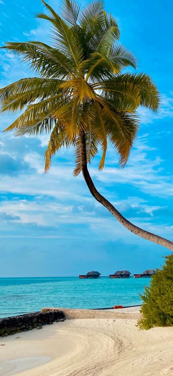 Обои 1080x2340 пляж, Мальдивы, пальмы