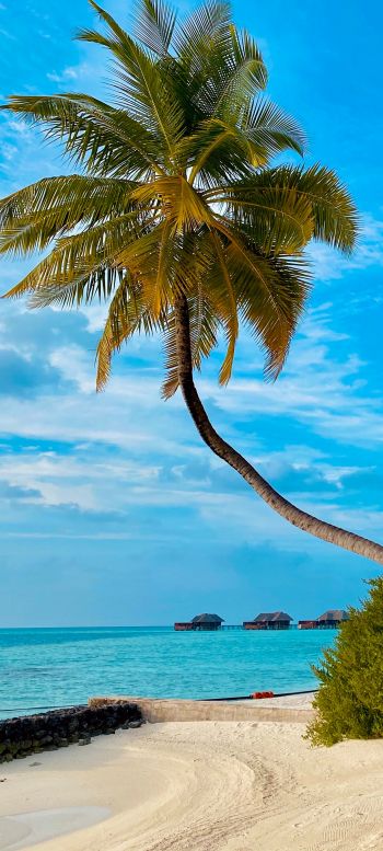 beach, Maldives, palm trees Wallpaper 1080x2400