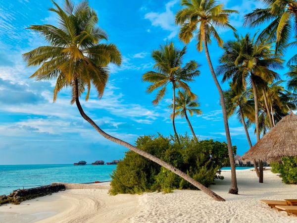 Обои 1024x768 пляж, Мальдивы, пальмы