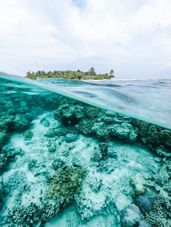 Обои 1536x2048 Мальдивы, под водой, риф