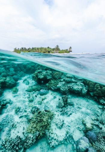 Обои 1640x2360 Мальдивы, под водой, риф