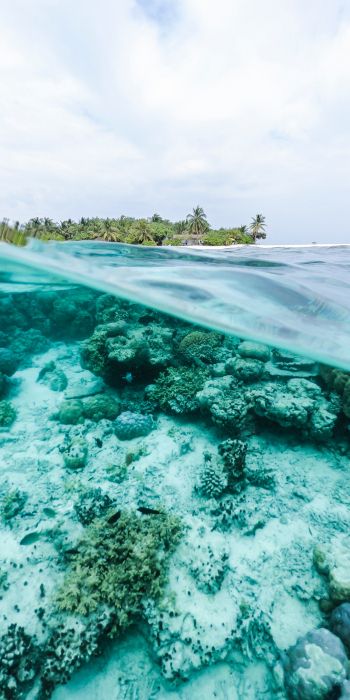 Maldives, underwater, reef Wallpaper 720x1440